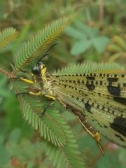 Palparini
