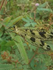 Palparini