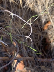 Asparagus buchananii