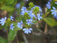 Scaevola nitida