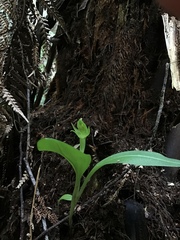 Chiloglottis cornuta