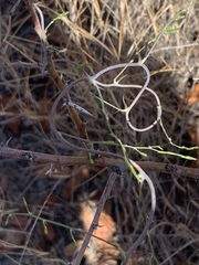 Asparagus buchananii