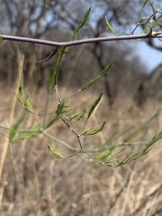 Asparagus buchananii