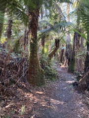 Chiloglottis cornuta