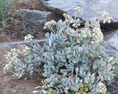 Crassula arborescens