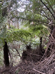 Chiloglottis cornuta