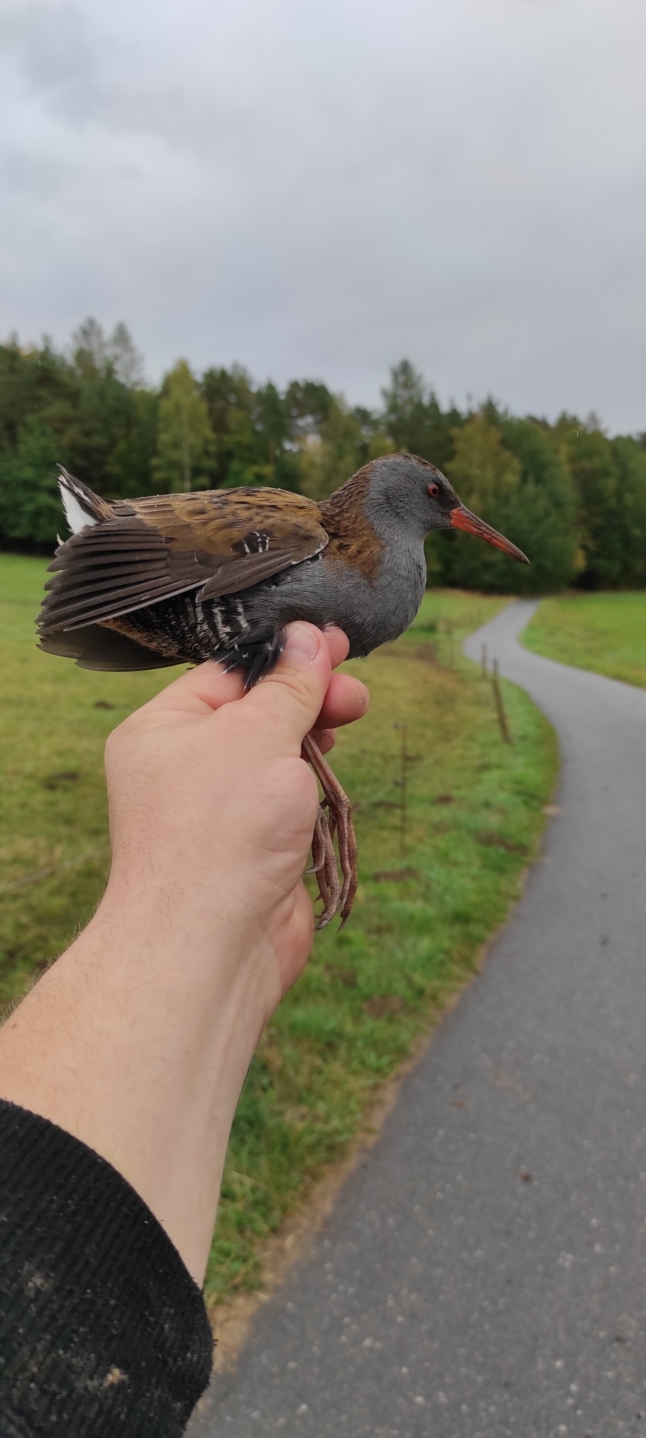 Water Rail