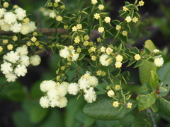 Acacia littorea