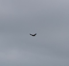 Haliaeetus albicilla