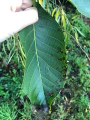 Ophiognomonia leptostyla