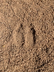 Connochaetes taurinus taurinus