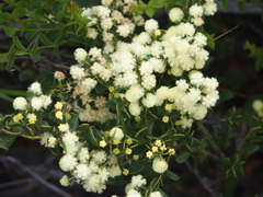 Acacia littorea