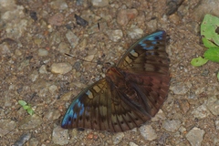 Euthalia merta merta