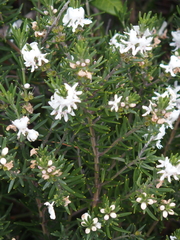 Westringia fruticosa