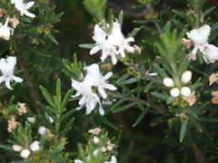 Westringia fruticosa