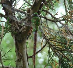 Anax longipes