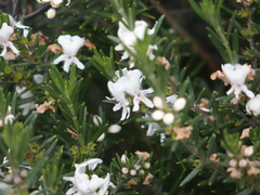 Westringia fruticosa