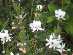 Westringia fruticosa