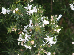 Westringia fruticosa