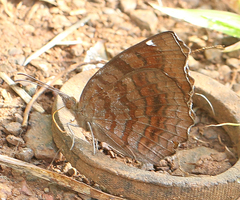 Ariadne ariadne indica