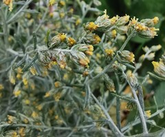 Artemisia maritima