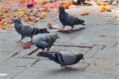 Columba livia