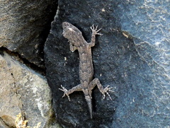 Mediodactylus heterocercus