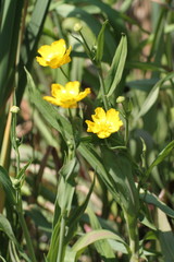 Ranunculus lingua