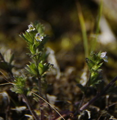 Euphrasia hudsoniana