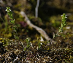 Euphrasia hudsoniana