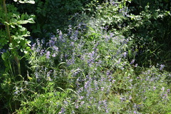 Vicia tenuifolia dalmatica