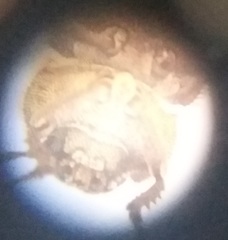 Leichenum