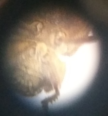 Leichenum