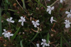 Dyschoriste setigera