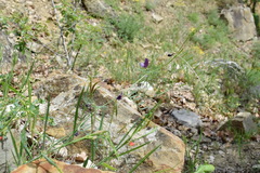 Vicia peregrina