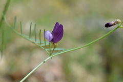Vicia peregrina