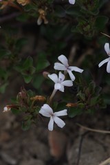 Dyschoriste setigera