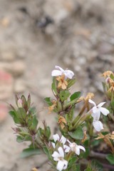 Dyschoriste setigera