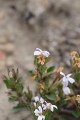 Dyschoriste setigera