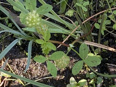 Trifolium cyathiferum