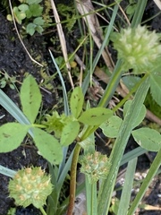 Trifolium cyathiferum
