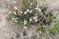 Dyschoriste setigera