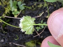 Trifolium cyathiferum