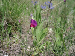 Vicia sativa amphicarpa