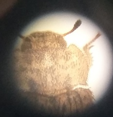 Leichenum