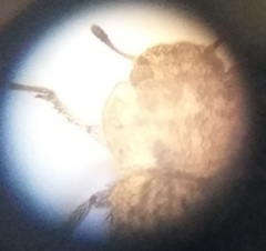 Leichenum