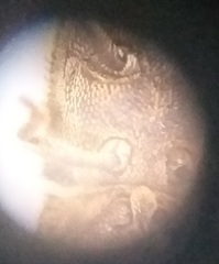 Leichenum