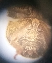 Leichenum