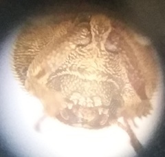 Leichenum