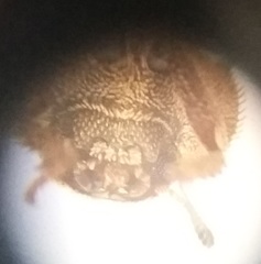 Leichenum